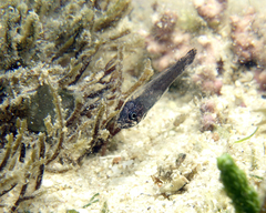 Pseudamia
