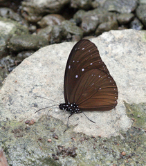 Euploea mulciber mulciber