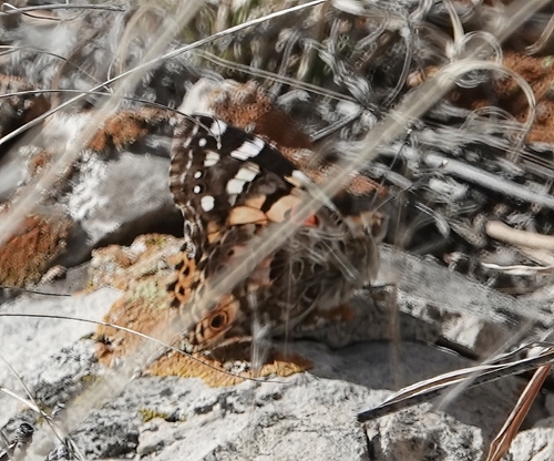 Painted Lady
