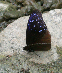 Euploea mulciber mulciber