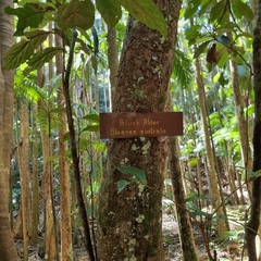Sloanea australis