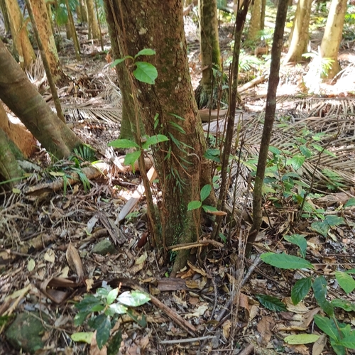 Sloanea australis, photograph 1