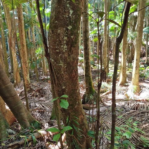 Sloanea australis, photograph 2