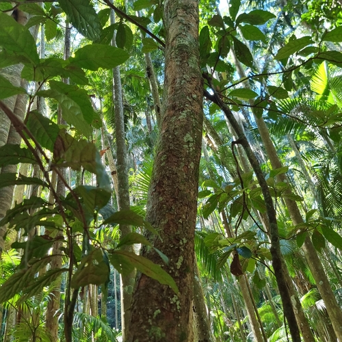 Sloanea australis, photograph 3