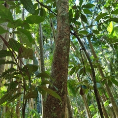 Sloanea australis, photograph (c) Martin Rady, some rights reserved (CC BY)