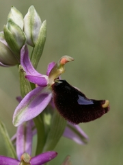 Ophrys bertolonii bertolonii