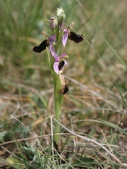 Ophrys bertolonii bertolonii