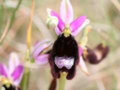 Ophrys bertolonii bertolonii