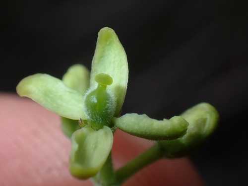 Zanthoxylum hawaiiense observed 2026-04-15