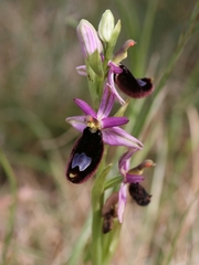 Ophrys bertolonii bertolonii