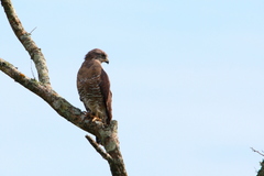 Circaetus fasciolatus