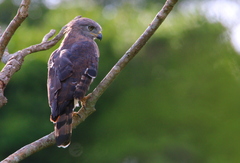Circaetus fasciolatus