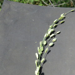 Eragrostis superba image