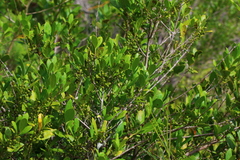 Bridelia cathartica