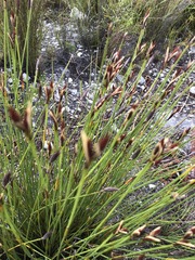 Hypodiscus alboaristatus