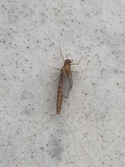 Ephemerellidae