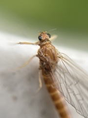 Ephemerellidae