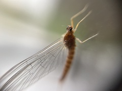 Ephemerellidae
