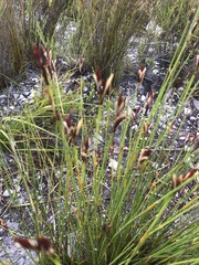 Hypodiscus alboaristatus