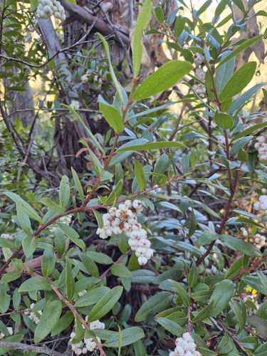 Gaultheria appressa observed 2026-04-18