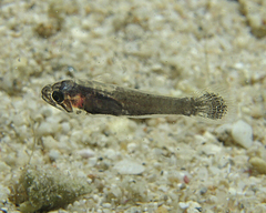Pseudamia