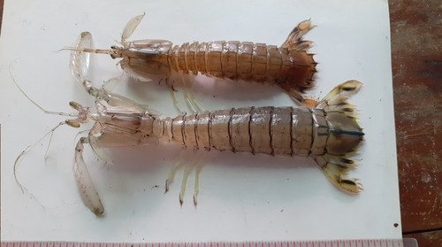 Harpiosquilla