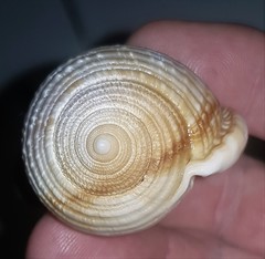 Semicassis bisulcata