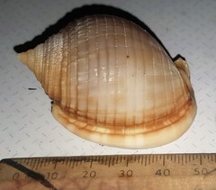 Semicassis bisulcata