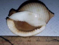Semicassis bisulcata