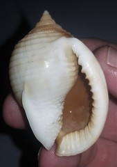 Semicassis bisulcata