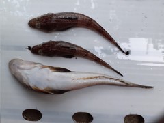Platycephalidae