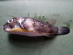 Chelonodontops patoca