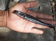 Rachycentron canadum