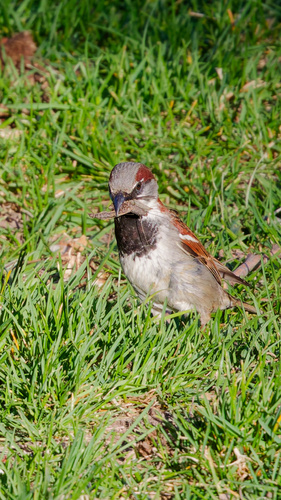 House Sparrow photographed in Utah