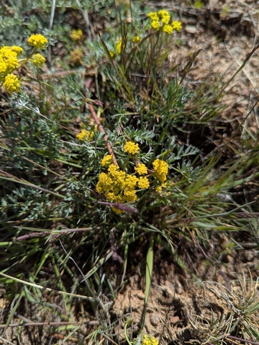 Lomatium donnellii, 2026-04-17