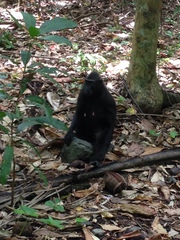Macaca nigra