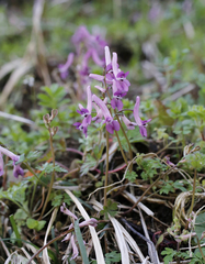 Corydalis decumbens