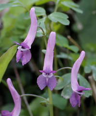 Corydalis decumbens