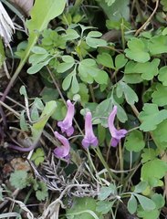 Corydalis decumbens