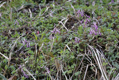 Corydalis decumbens