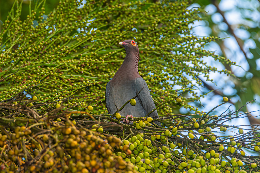Scaly-naped Pigeon from Río Piedras, San Juan, Puerto Rico on January ...