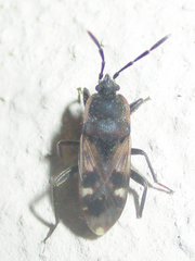 Lanchnophorus singalensis