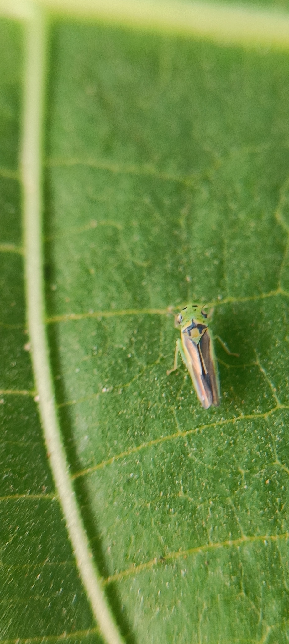 Kolla paulula | Insect Vectors of Plant Disease