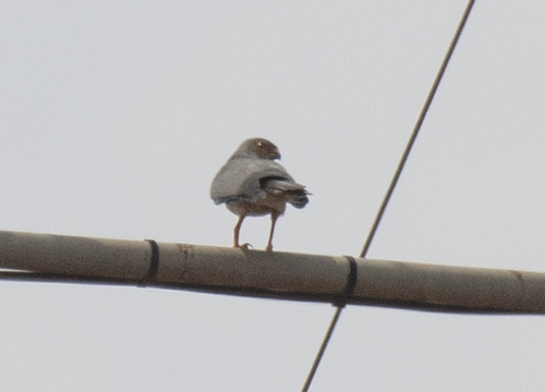 Shikra