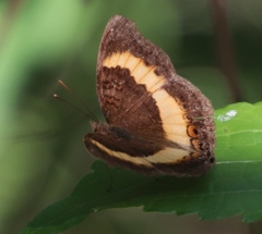 Junonia elgiva