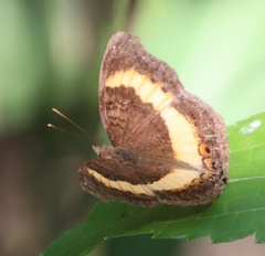 Junonia elgiva