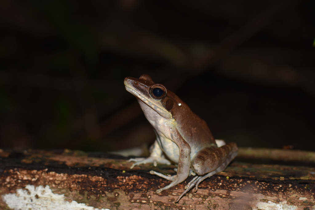 Papua Frog (Papurana papua)
