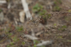 Agrostis scabra