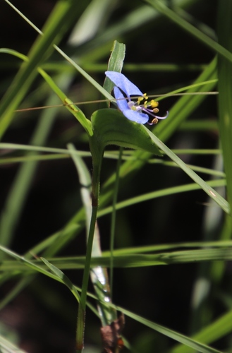Shy dayflower (Commelina modesta)