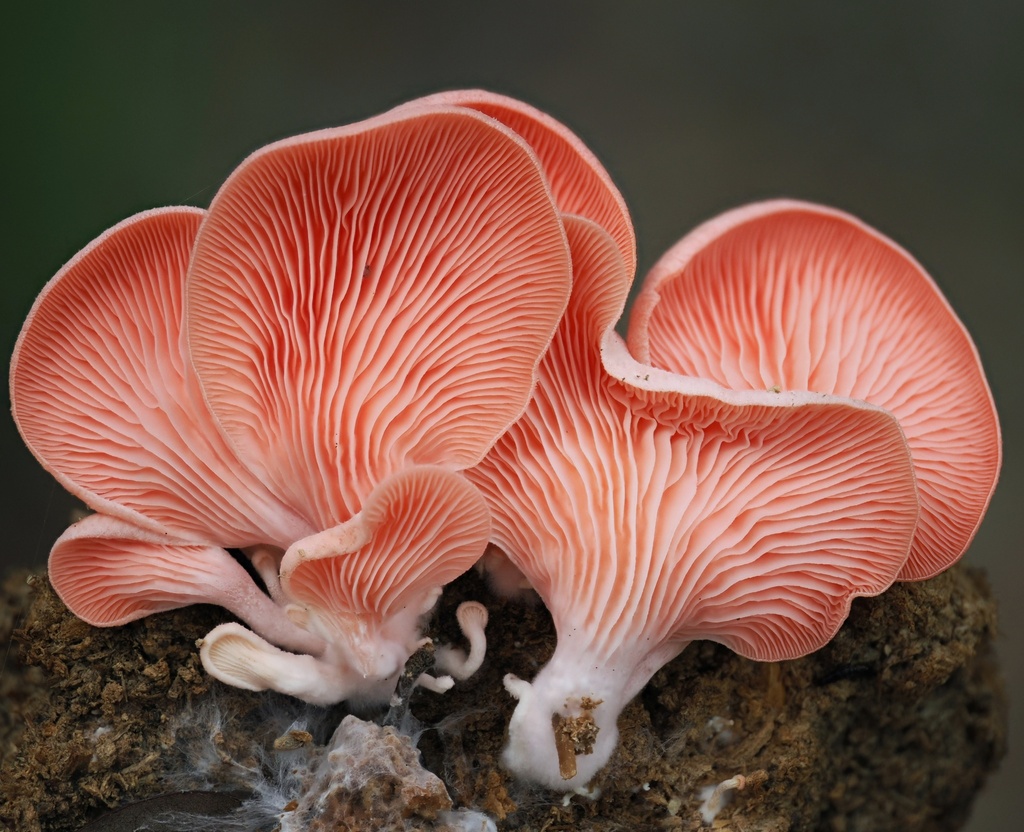 Pleurotus djamor roseus · April 2026 · photo: © alan_rockefeller (iNaturalist, cc-by-sa)